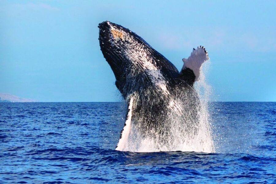 Kona Deluxe Catamaran Whale Watching Cruise - Why This 90-Minute Kona Whale Cruise Works in Winter