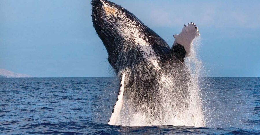 Kona Deluxe Catamaran Whale Watching Cruise - The Spirit of Aloha Catamaran Experience: Shade, Restrooms, and Drinks