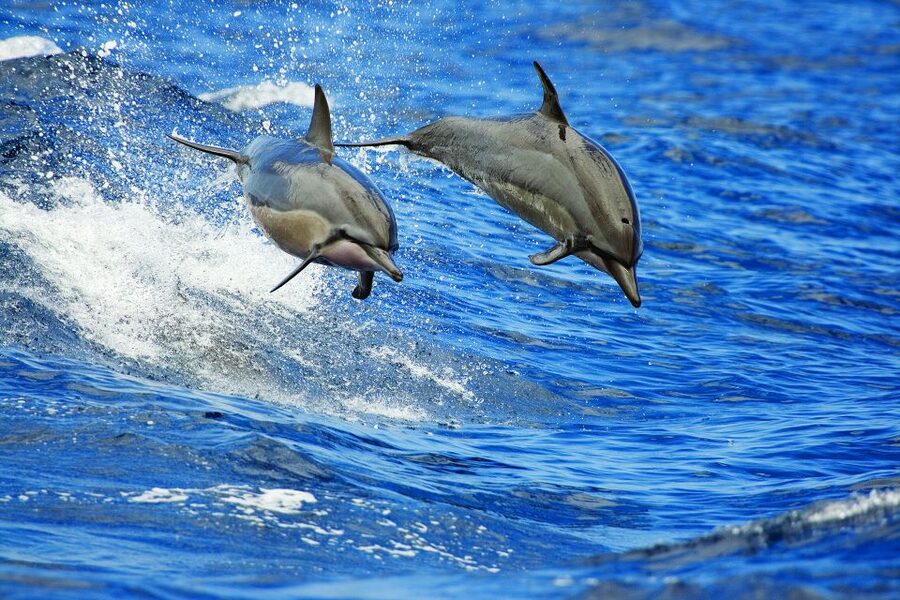 Kona Deluxe Catamaran Whale Watching Cruise - Crew Narration and the Real Art of Whale Spotting
