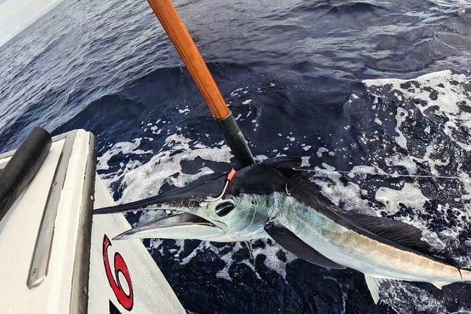 Kona Hawaii Deep Sea Fishing Escapade on the Bite Me 6 - Wildlife moments off the Kona coast, even between bites