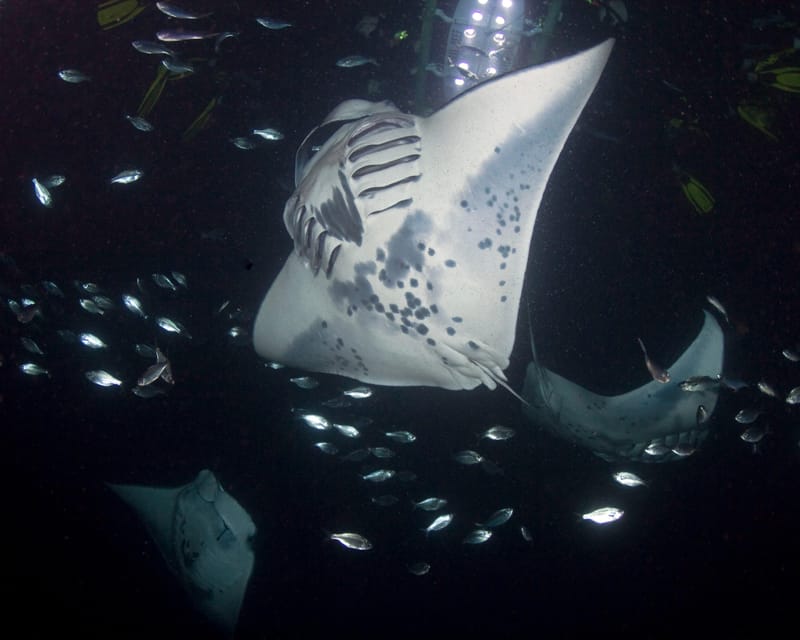 Kona Hi, Sunset Manta Ray Tour 10 passengers maximum - Snorkeling the manta “night playground” with an illuminated float