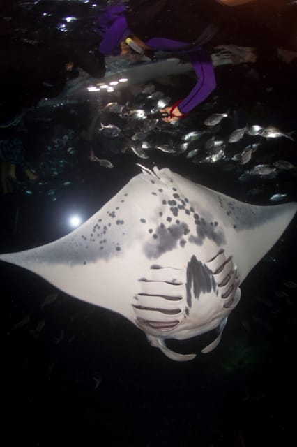 Kona Hi, Sunset Manta Ray Tour 10 passengers maximum - Meet the crew: what you’ll feel with a family-run operation