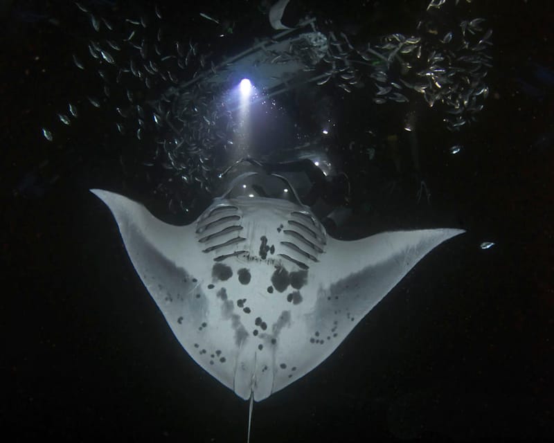 Kona Hi, Sunset Manta Ray Tour 10 passengers maximum - Itinerary, paced for about 2.5 hours of real experience
