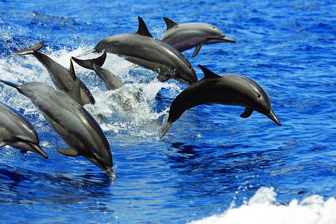 Kona Luxury Catamaran Yacht Snorkel & Sail - Lunch on board: bento or picnic-style with unlimited drinks