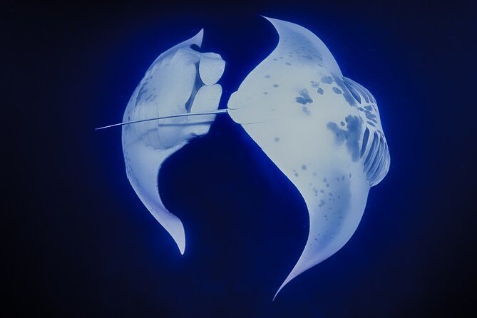 Kona Manta Night Snorkel: Swim with Mantas, Small Group (6 max) - What Floating Feels Like (and Why It Matters)