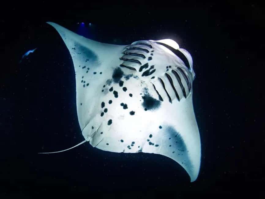 Kona: Manta Ray Night Snorkel Adventure - Why night manta rays at Keauhou Bay feel so different