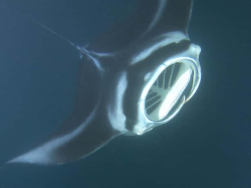 Kona: Manta Ray Night Snorkel Adventure - Who should book this, and who should skip it