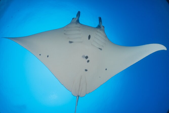 Kona Manta Ray Night Snorkel Adventure! Small Group - What this night snorkeling experience is really about in Kona