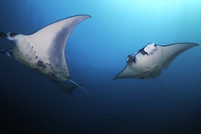 Kona Manta Ray Night Snorkel Adventure! Small Group - Wildlife reality check: manta rays are not guaranteed