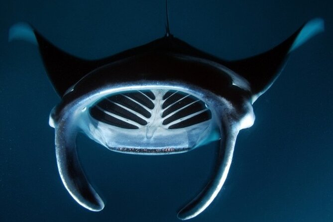 Kona Manta Ray Night Snorkel Adventure! Small Group - Booking value: is $83.95 worth it?