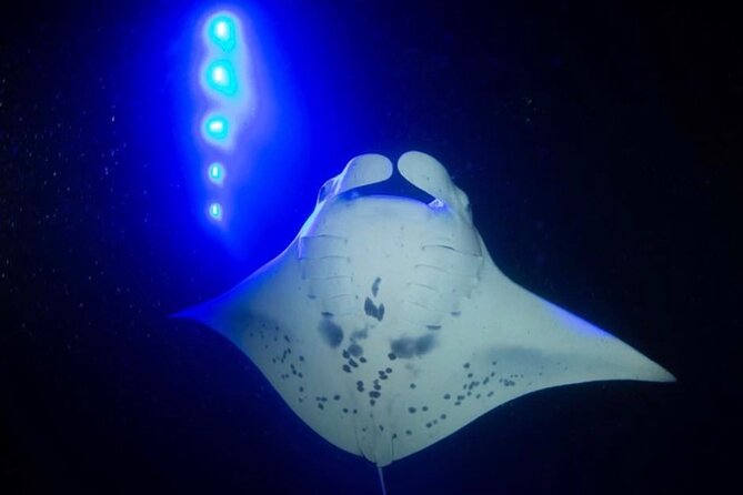 KONA Manta Ray Night Snorkel - FREE re-ride if no Sightings - The 50-Minute Flow: What Happens From Dock to Water to Back