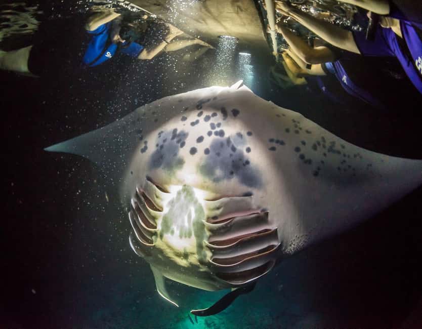 Kona: Manta Ray Snorkel Tour, Guaranteed or Come Again Free - 144,000 lumens of underwater light power: what it really does for you