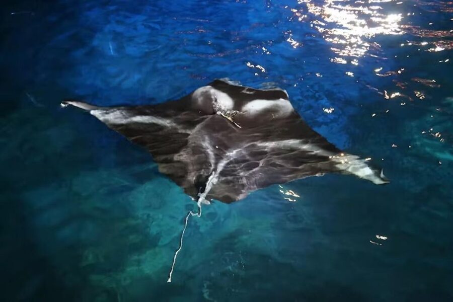 Kona: Manta Ray Snorkel Tour, Guaranteed or Come Again Free - How the 80-minute experience typically feels on the water