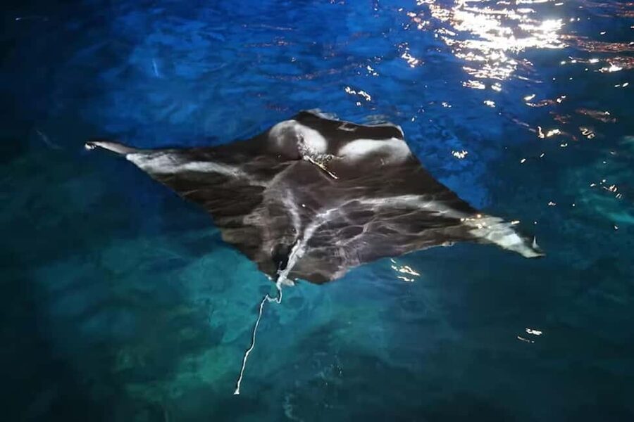 Kona: Manta Ray Snorkel Tour, Guaranteed or Come Again Free - Wetsuit reality check: what to wear so you don’t freeze mid-manta