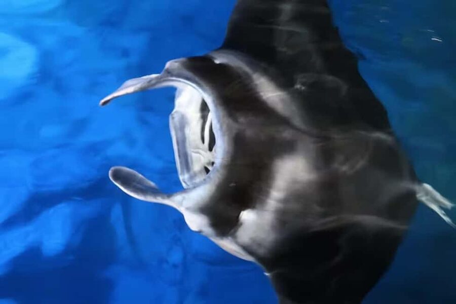 Kona: Manta Ray Snorkel Tour, Guaranteed or Come Again Free - Price and value: is $95 fair for what you get?