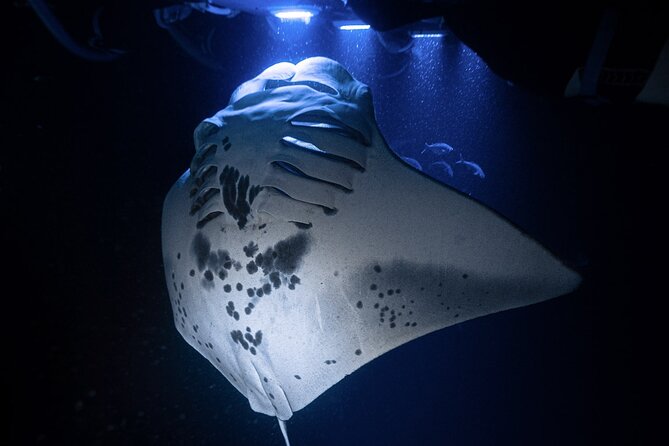 Kona Night Manta Snorkel Tour - Key Things to Know Before You Go