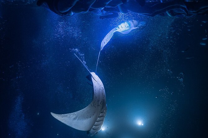 Kona Night Manta Snorkel Tour - How the LED Light Boards Bring the Rays In