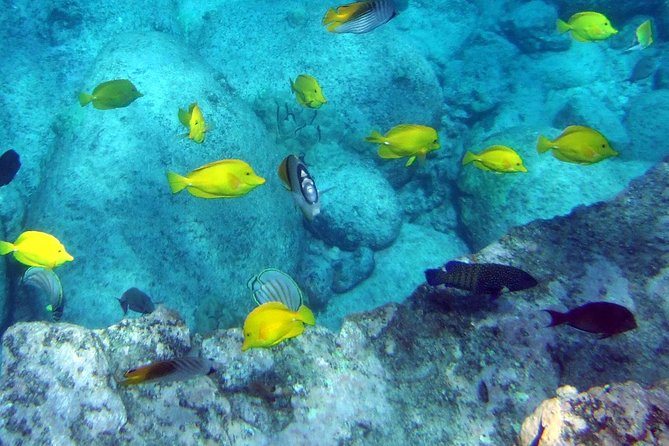 Kona Shore Excursion: Wild Dolphin Reefs Snorkel and Sea Caves - Who This Tour Fits Best on the Big Island