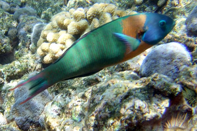Kona Shore Excursion: Wild Dolphin Reefs Snorkel and Sea Caves - Dolphins, Whales, and the Spinner Dolphin Rule Since 2021