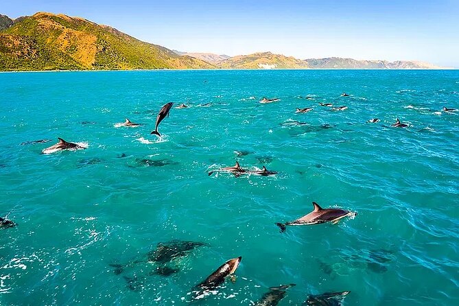 Kona Snorkel Tour: Captain Cook Reef Snorkel, Dolphin & Sea Caves - Zodiac RIB speed and the real payoff: less waiting, more water time