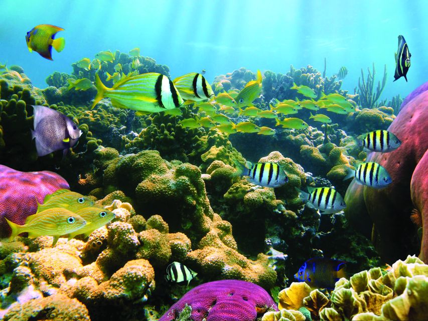Kona Turtle Snorkel Sail with Lunch and Drinks - Key Highlights You’ll Actually Feel