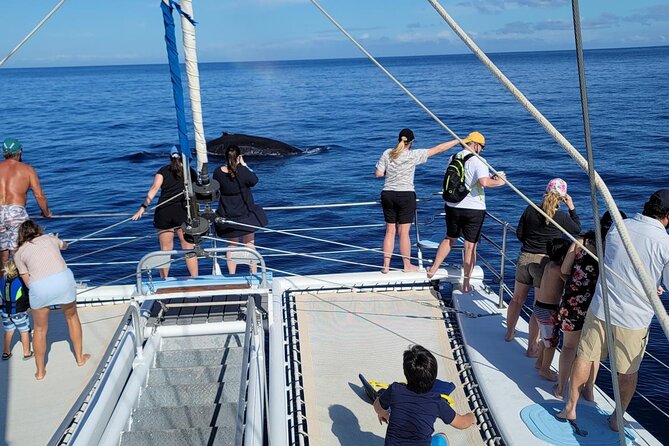 Late Morning Whale Watch Cruise on Seasmoke - Late morning timing and the Kohala Coast whale zone