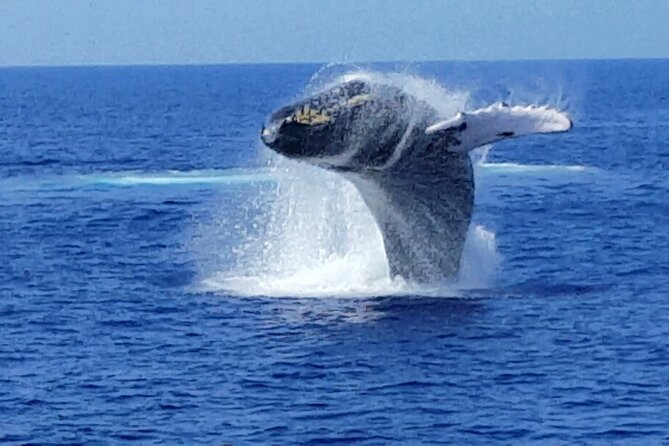 Late Morning Whale Watch Cruise on Seasmoke - Price and value: what you get for $125