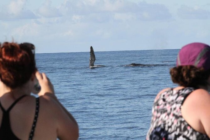 Late Morning Whale Watch Cruise on Seasmoke - Should you book this Late Morning Whale Watch on Seasmoke?