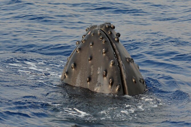 Late-Morning Whale Watch on our Power Catamaran - Marine Naturalists + the Hydrophone: more than just spotting
