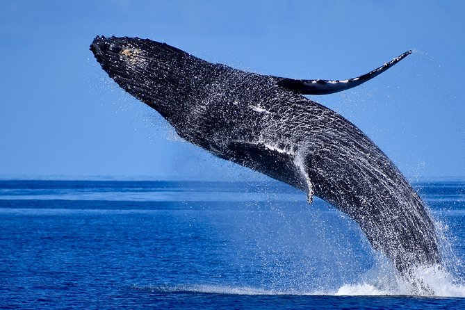 Late-Morning Whale Watch on our Power Catamaran - Group size: what it means on a boat