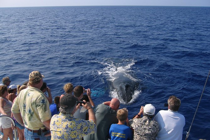 Late-Morning Whale Watch on our Power Catamaran - Kohala Coast + Sanctuary Waters: Why the run matters