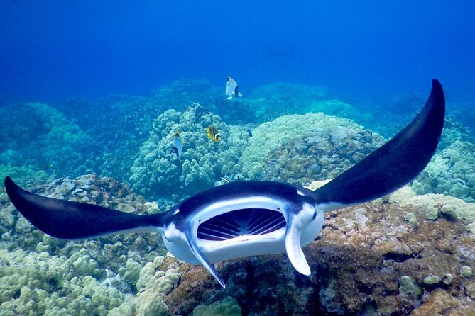 Late Night Manta Snorkel - Logistics that trip people up (and how to avoid it)