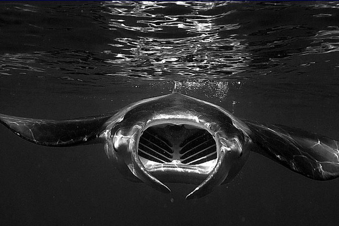 Manta Magic: Small-Group Manta Ray Night Snorkel in Kailua Kona - Why Manta Magic Feels Different in Kona Nights