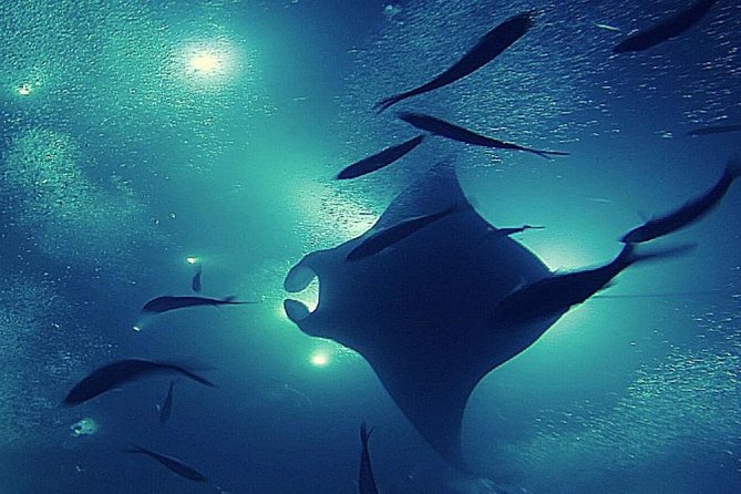 Manta Magic: Small-Group Manta Ray Night Snorkel in Kailua Kona - What Snorkeling in the Water Is Like (and How Long)