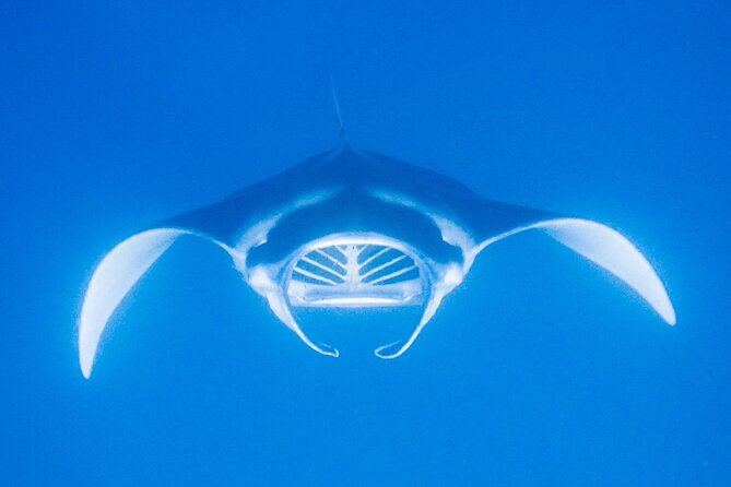 Manta Magic: Small-Group Manta Ray Night Snorkel in Kailua Kona - The Crew Names You Might Meet and Why It Matters