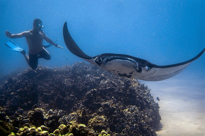 Manta Magic: Small-Group Manta Ray Night Snorkel in Kailua Kona - Gear, Wetsuit Tops, and What to Bring