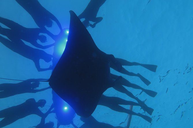 Manta Magic: Small-Group Manta Ray Night Snorkel in Kailua Kona - Value for $145: What You’re Actually Paying For