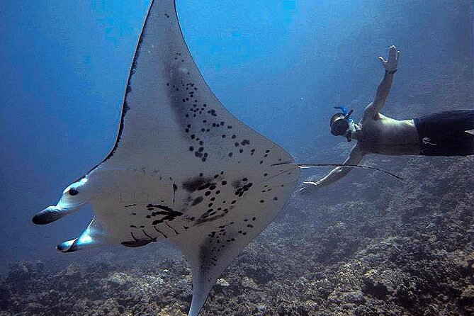 Manta Magic: Small-Group Manta Ray Night Snorkel in Kailua Kona - Who Should Book (and Who Should Think Twice)