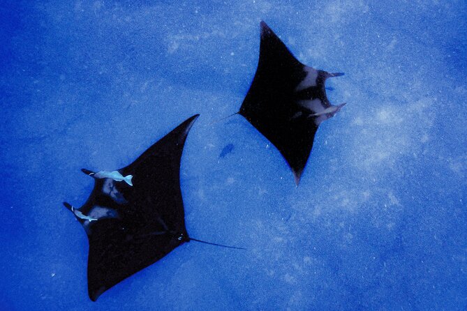 Manta Magic: Small-Group Manta Ray Night Snorkel in Kailua Kona - The Light Board Method: The Real Secret Behind Seeing Mantas