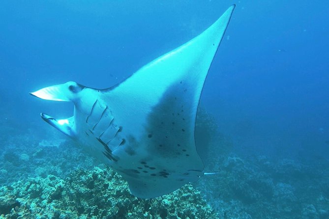 Manta Ray Night Snorkel at Kona, Big Island - Key Points Before You Go