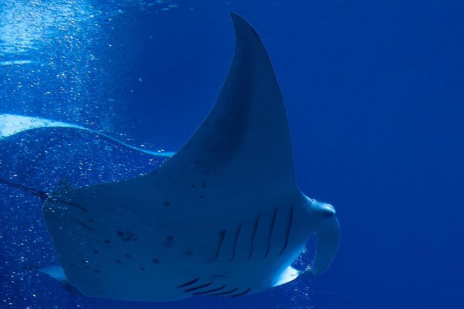 Manta Ray Night Snorkel at Kona, Big Island - Why Keauhou Bay Looks Different After Dark