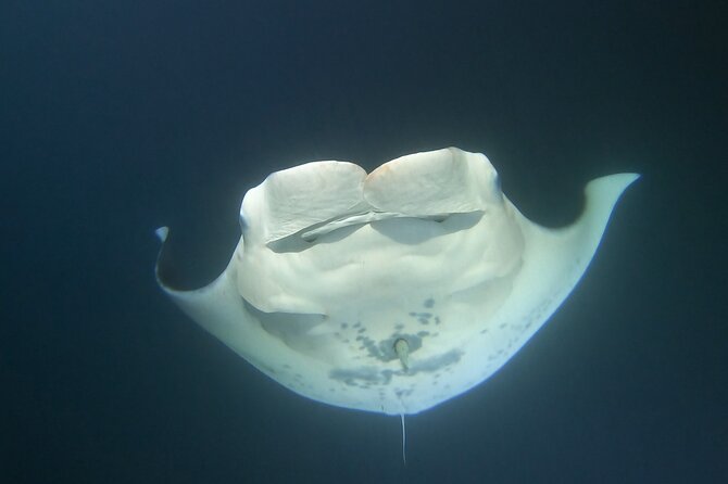 Manta Ray Night Snorkel at Kona, Big Island - How to Plan Your Night So You Enjoy It