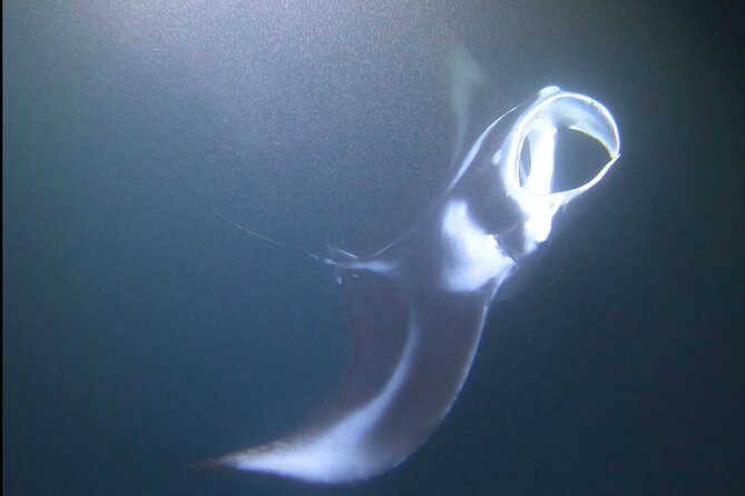 Manta Ray Night Snorkel at Kona, Big Island - Check-In to Departure: Don’t Miss the 1-Hour Gap