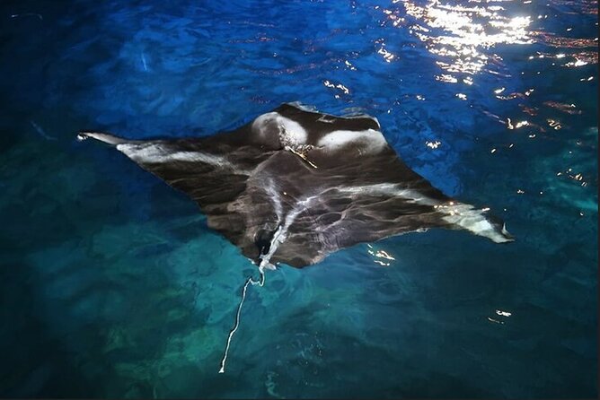 Manta Ray Night Snorkel Experience of a Lifetime - Why manta ray night snorkeling feels so different