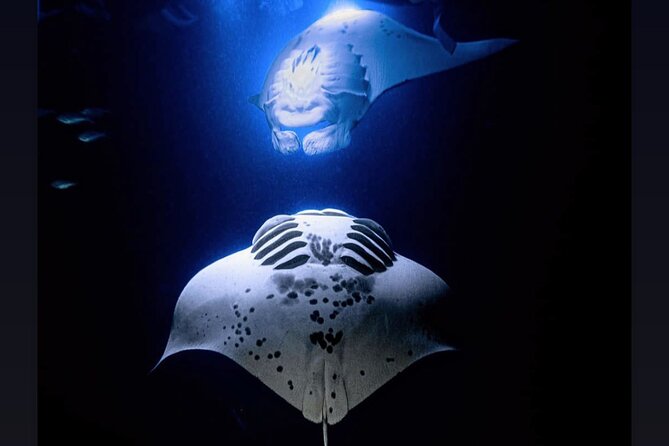 Manta Ray Night Snorkel Experience of a Lifetime - The suit-up routine: wetsuit comfort and ladder reality