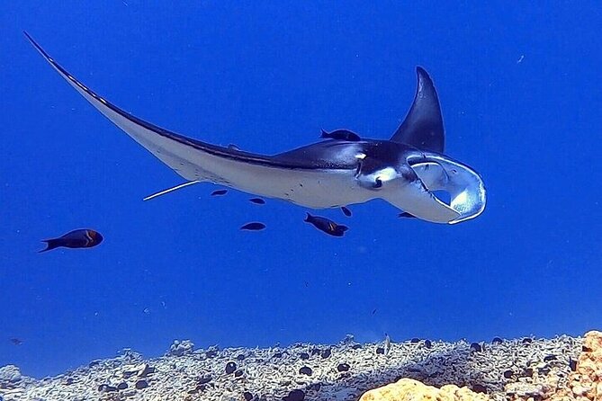 Manta Ray Night Snorkel Experience of a Lifetime - In the water on the custom light board
