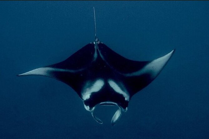 Manta Ray Night Snorkel Experience of a Lifetime - Boat ride from Honokohau Harbor: the “pre-show” matters