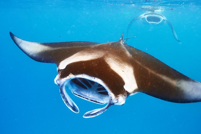 Manta Ray Night Snorkel from Kona — Small Group - Why this Kona launch from Honokohau sets you up well