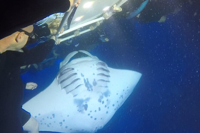 Manta Ray Night Snorkel from Kona — Small Group - Stops 2 and 3: Garden Eel Cove / Manta Heaven and the manta feeding zone
