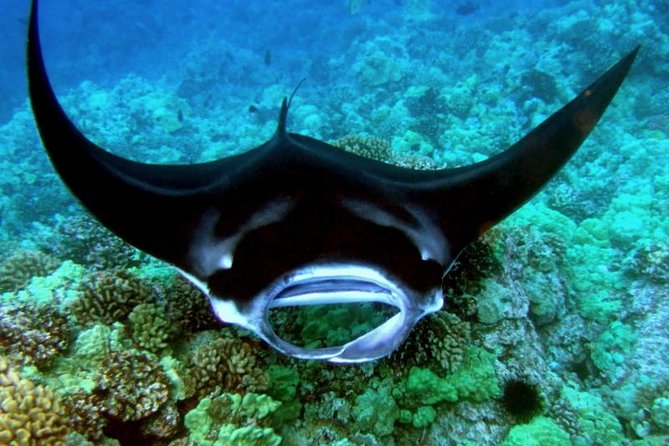 Manta Ray Night Snorkel from Kona — Small Group - The manta-ray guarantee: what it means and how to think about it